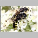 Ectemnius lapidarius - Grabwespe 10 8-12mm Paarung.jpg